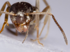 Lasius grandis