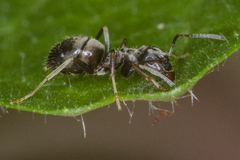 Lasius paralienus