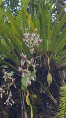 Cymbidium dayanum