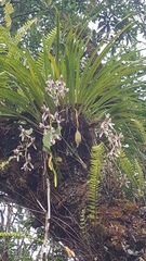 Cymbidium dayanum