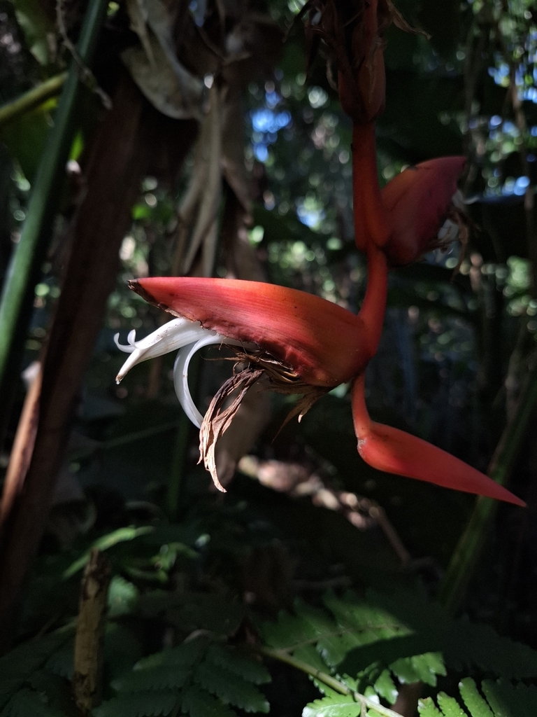 Heliconia pendula (Heliconia pendula)
