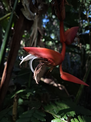 Heliconia pendula (Heliconia pendula)