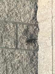 Sceloporus uniformis