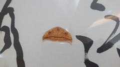 Callidrepana hirayamai