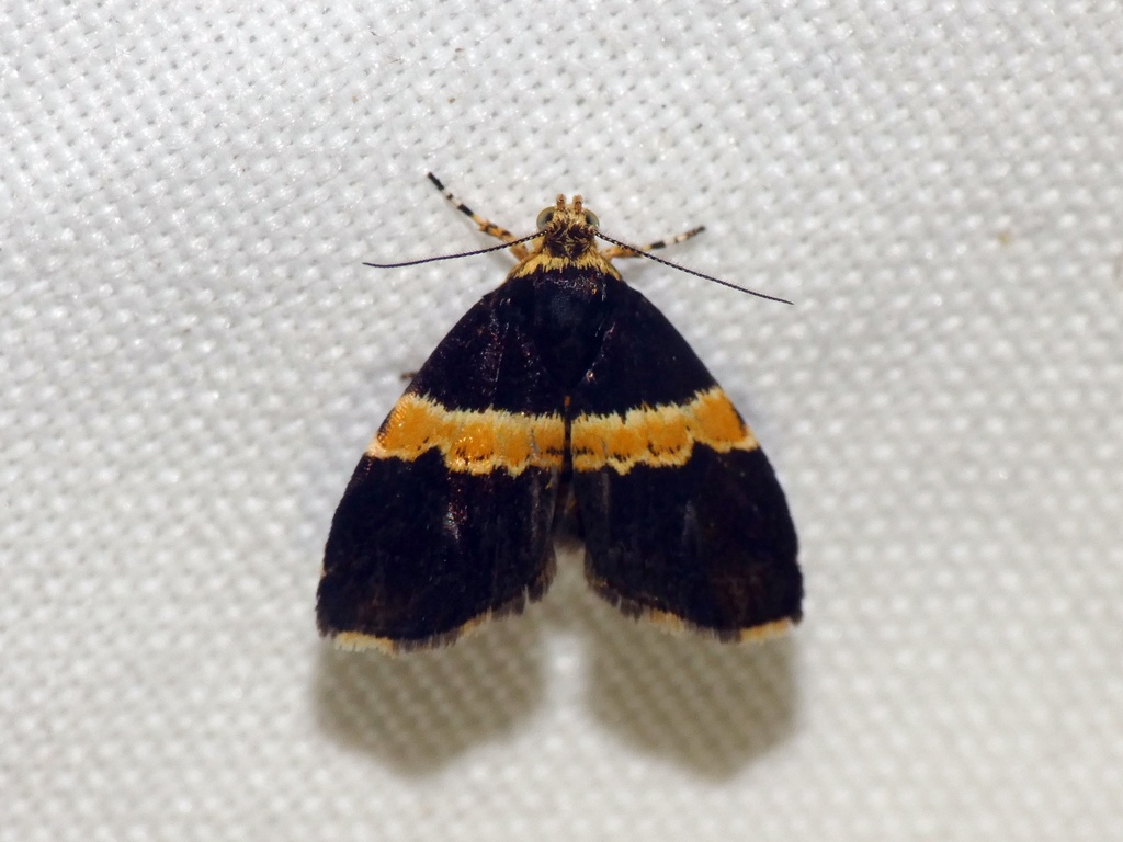 Choreutis basalis