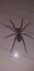 Pavocosa