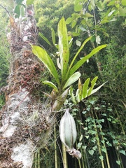 Catasetum