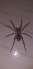 Pavocosa