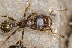 Tetramorium caespitum