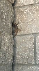Sceloporus uniformis