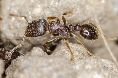 Tetramorium caespitum