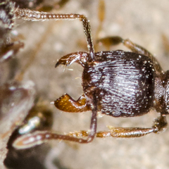 Tetramorium caespitum
