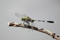 Orthetrum sabina