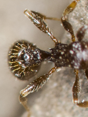 Tetramorium caespitum