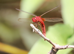 Crocothemis servilia