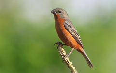 Ruddy-Breasted Seedeater photo 2