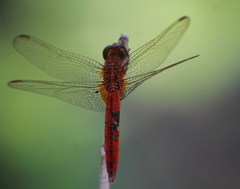 Crocothemis servilia
