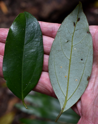 Cryptocarya densiflora observed 2024-12-17