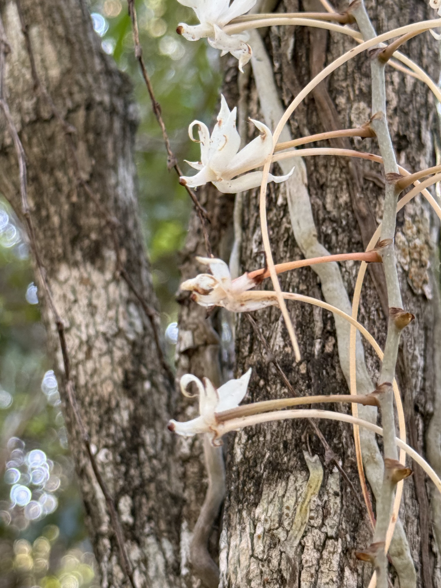 Aerangis spiculata (Finet) Schltr. 2