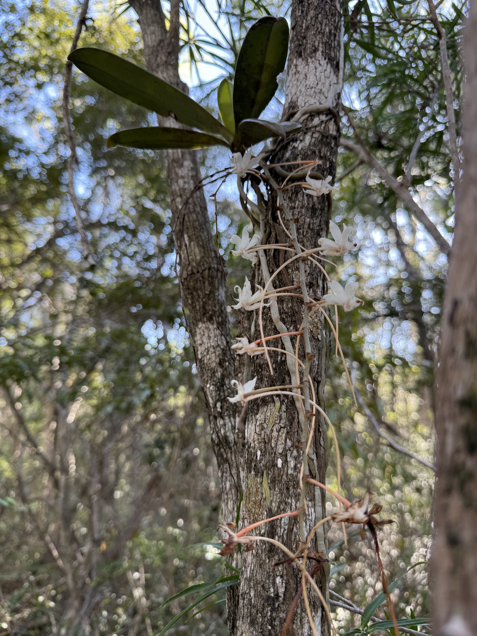 Aerangis spiculata (Finet) Schltr.