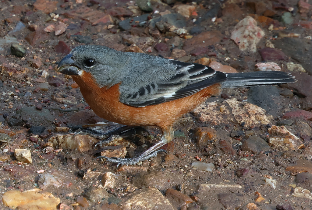 Ruddy-breasted Seedeater photo