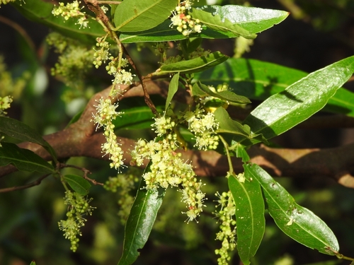 Ruprechtia salicifolia, photograph 4