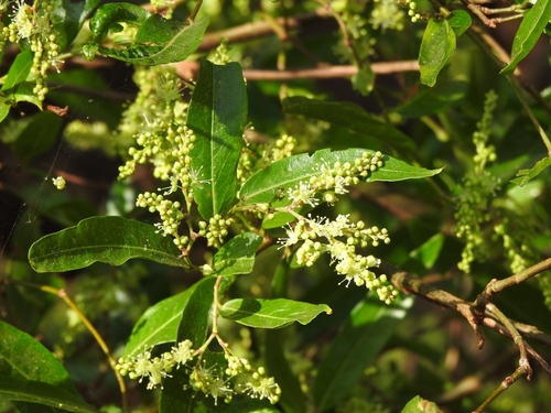 Ruprechtia salicifolia, photograph 5