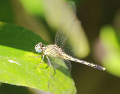 Diplacodes trivialis