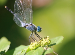 Diplacodes trivialis