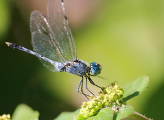 Diplacodes trivialis