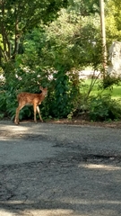Odocoileus virginianus