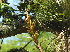 Tillandsia rodrigueziana