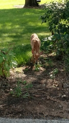 Odocoileus virginianus