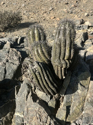 Copiapoa boliviana