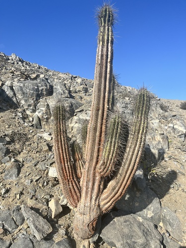 Eulychnia iquiquensis, photograph 5