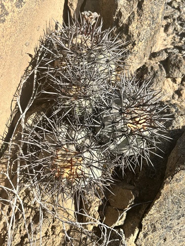 Copiapoa boliviana