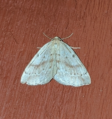 Thallophaga hyperborea