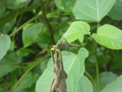 Libellulidae