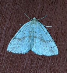 Thallophaga hyperborea