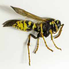 Polistes gallicus