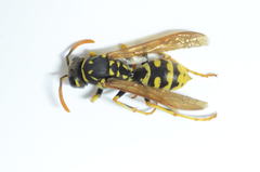 Polistes gallicus