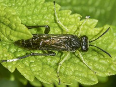 Macrophya