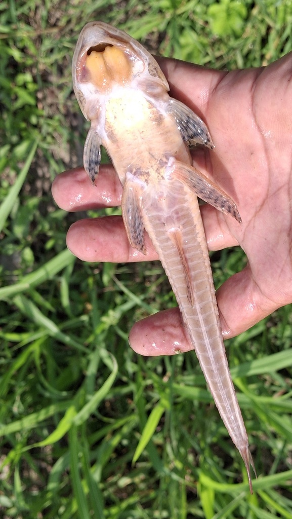 Brown whiptail catfish (Loricariichthys brunneus) — Loricariidae
