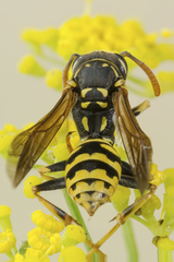 Polistes gallicus