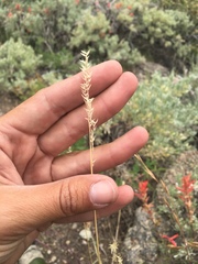 Poa secunda