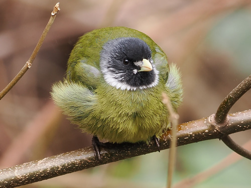 Collared Finchbill