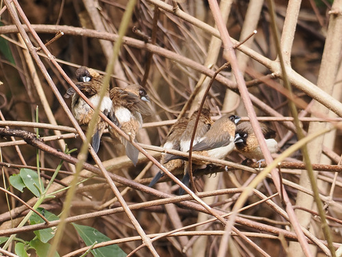 White-rumped Munia