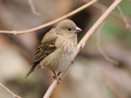 Common Rosefinch