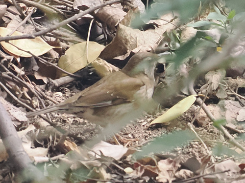 Pale Thrush