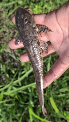 Brown whiptail catfish (Loricariichthys brunneus) — Loricariidae — 2